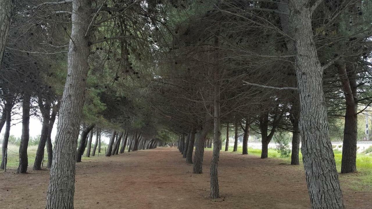 Casa Ilona Daire Pineto Dış mekan fotoğraf